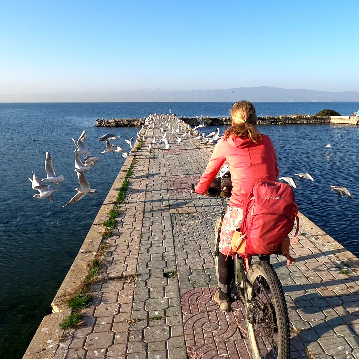 ohrid-birds.jpg