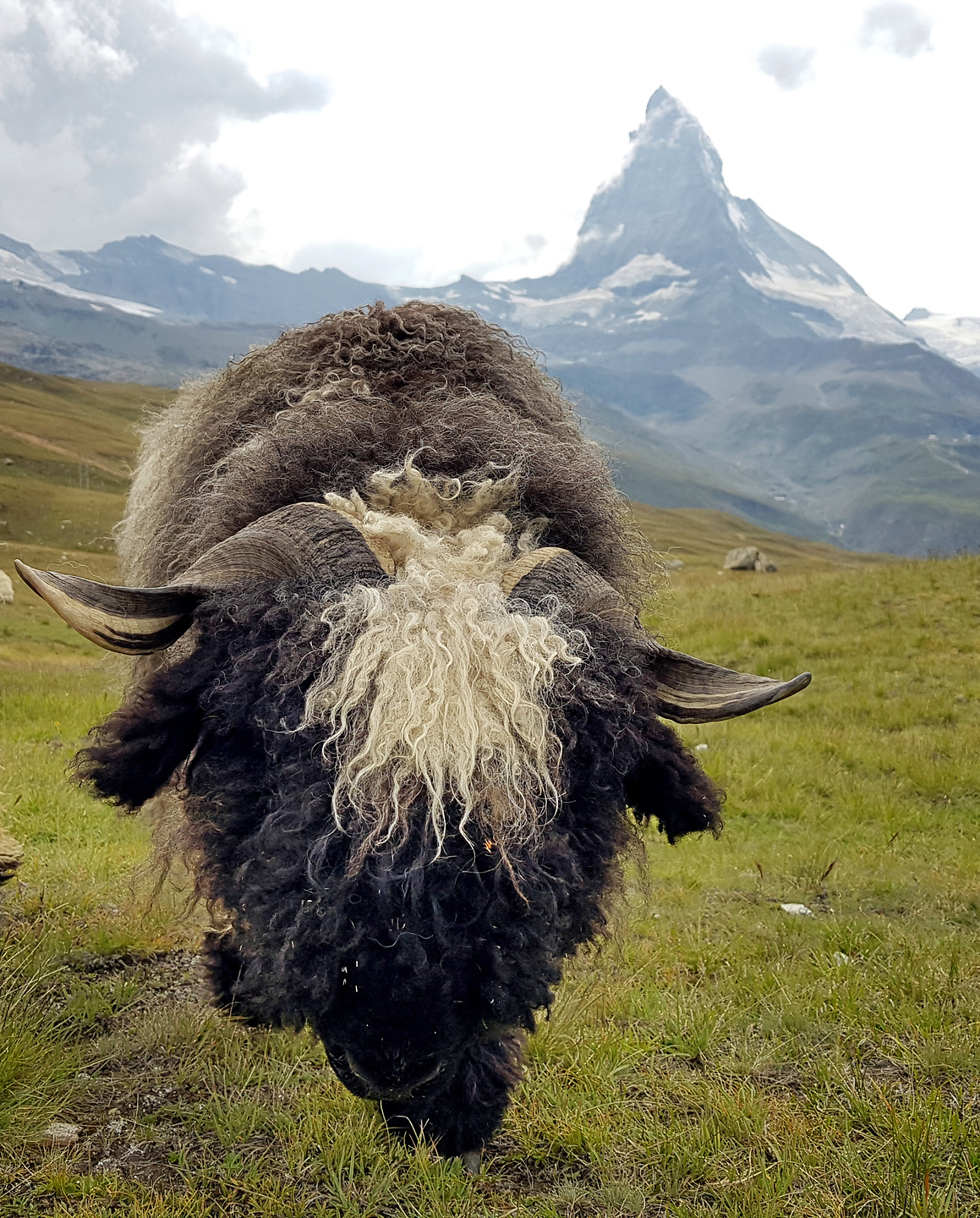 zermatt-sheep1.jpg