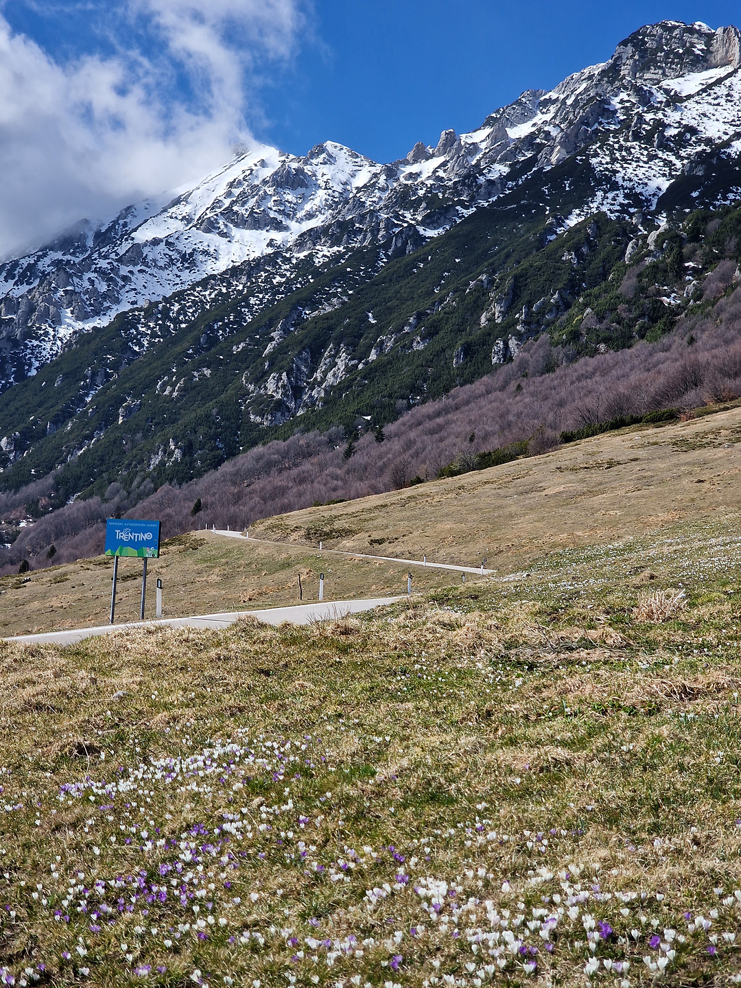 baldo-flowers.jpg