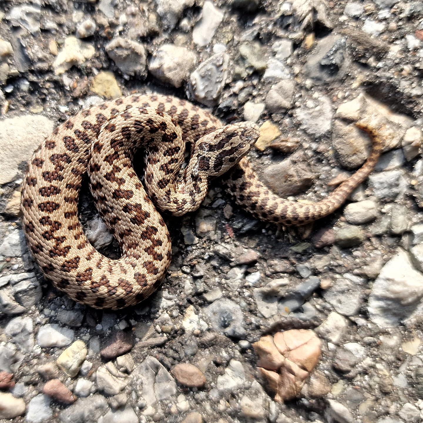 carnizza-snake.jpg