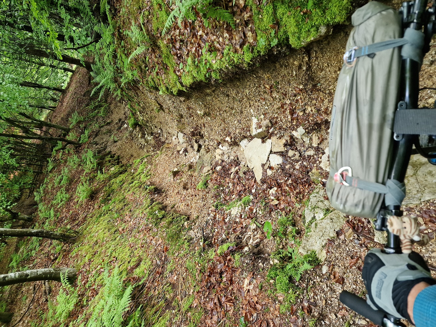 foran-trail2.jpg