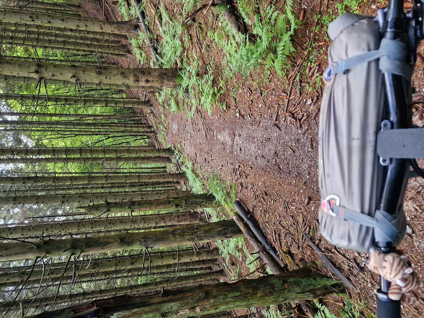 foran-trail3.jpg