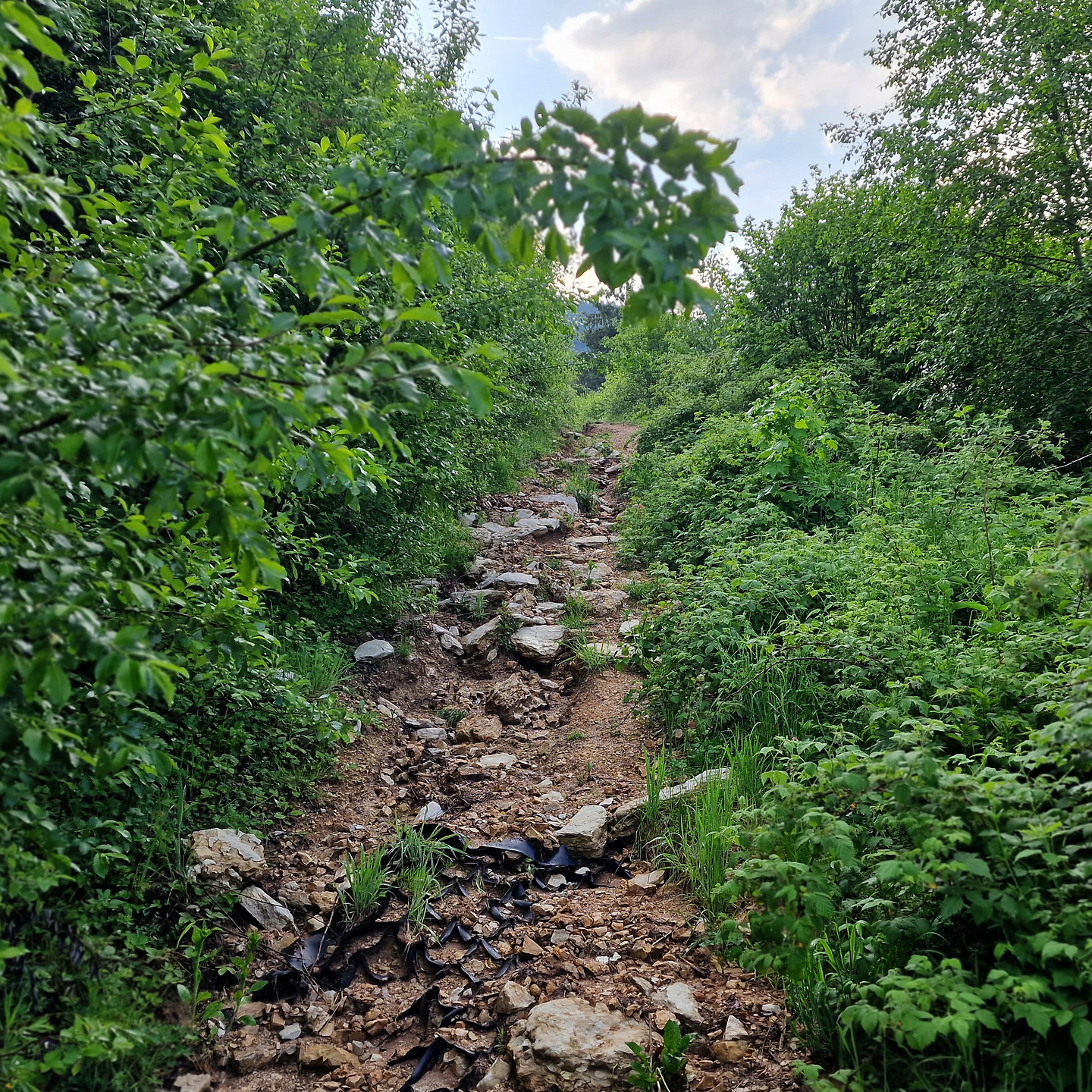 foran-uphill1.jpg