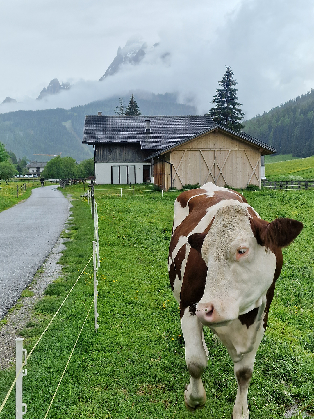 kreuzberg-cow.jpg