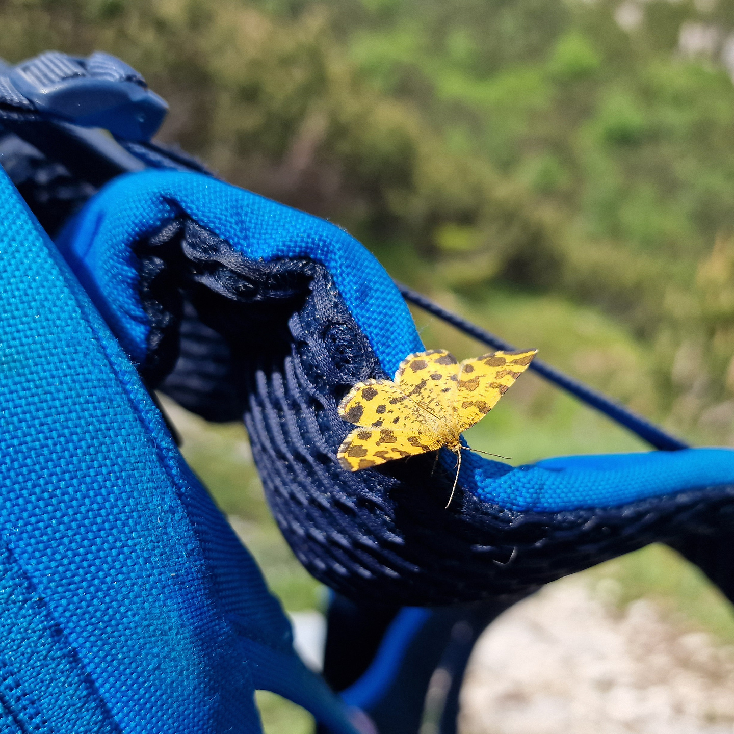 monteflop-butterfly1.jpg