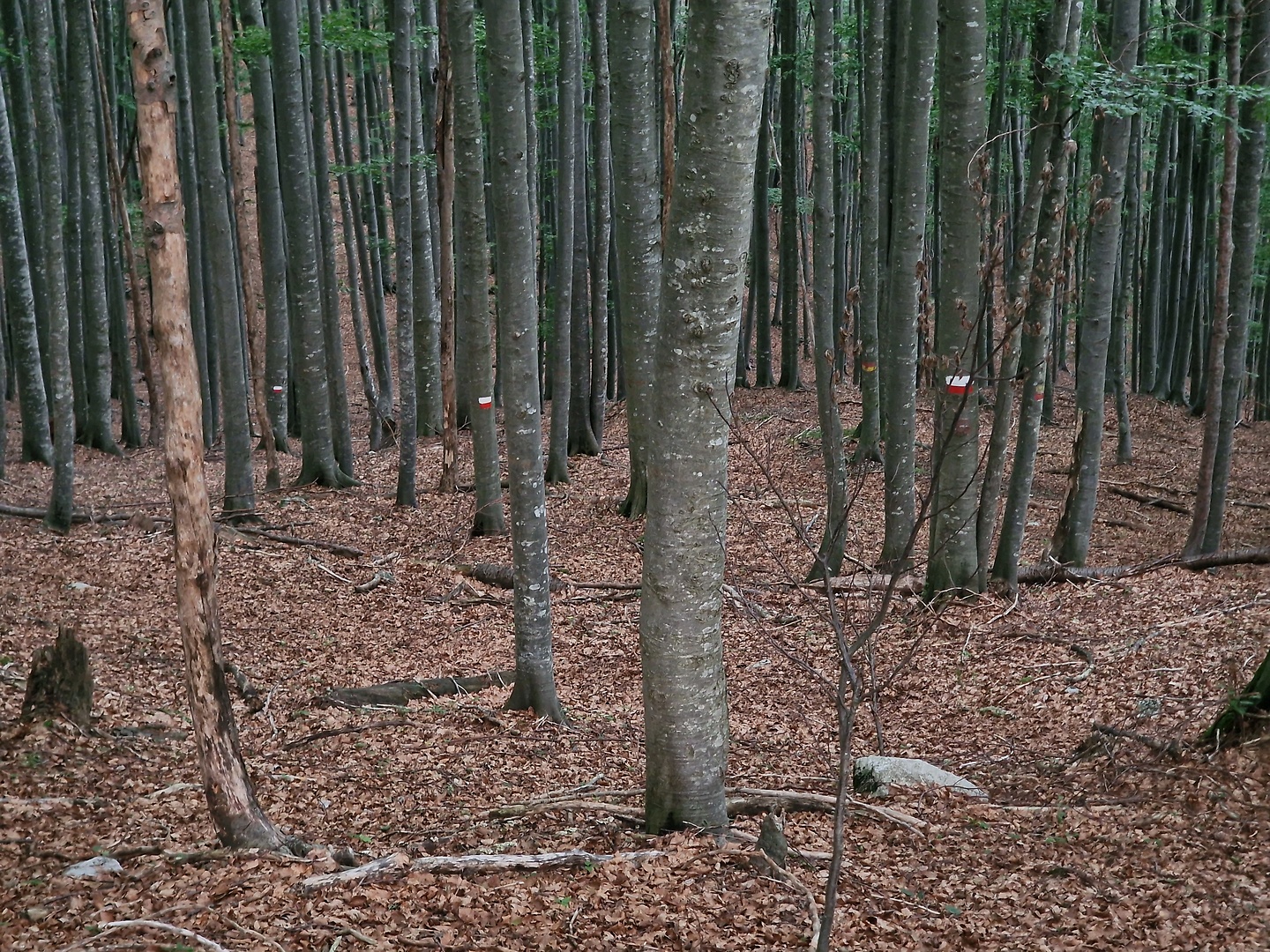 nischiuarch-trail3.jpg