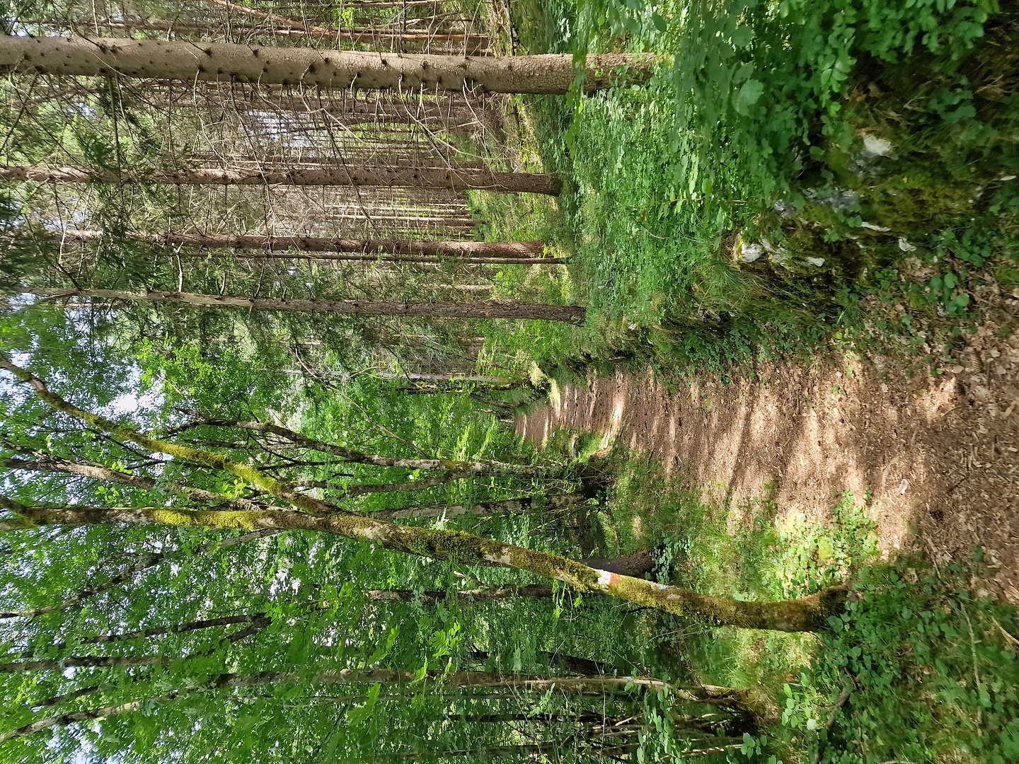 resia2-trail2.jpg