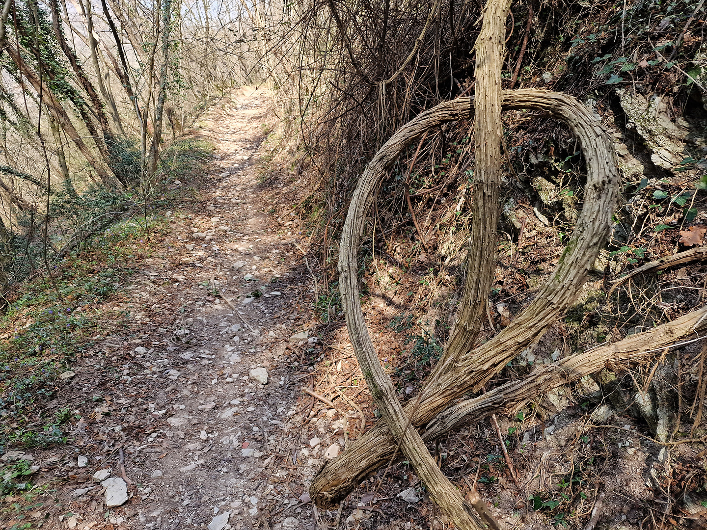 salo-trail4.jpg